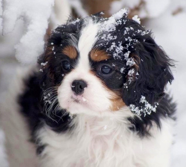 What sort of Spaniel is this?